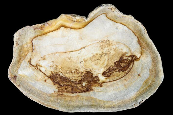 Polished, Petrified Wood (Tropical Hardwood) Slab - Burma #175072